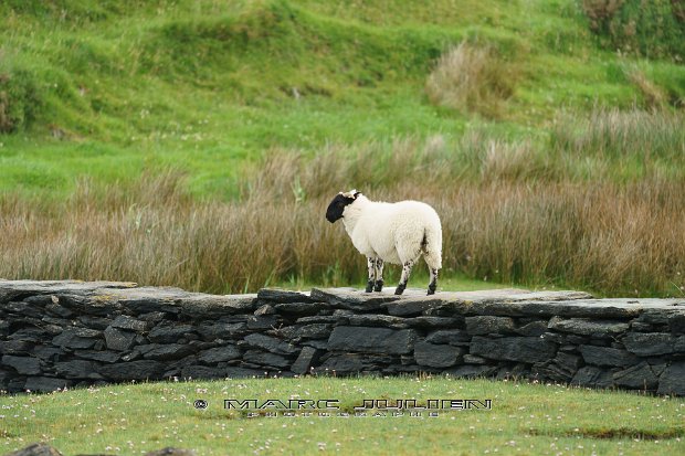 Chèvres et moutons