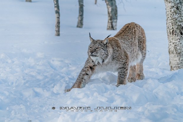 Lynx