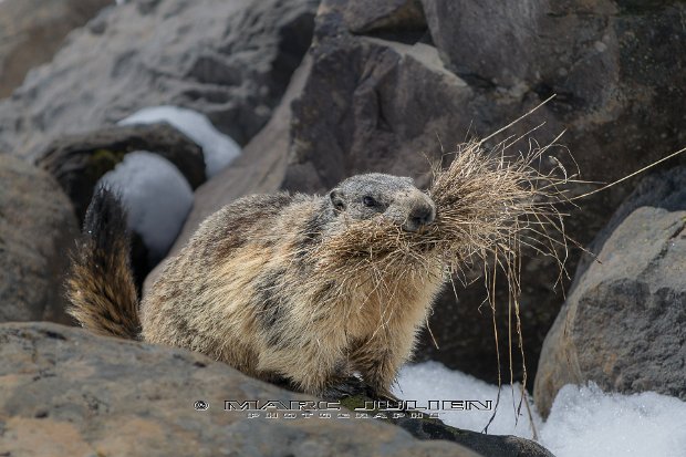 Marmotte