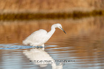 Aigrette garzette