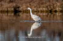 Aigrette garzette