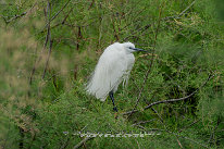 Aigrette garzette