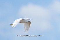 Aigrette garzette