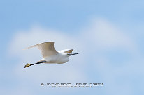 Aigrette garzette