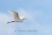 Aigrette garzette