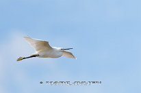 Aigrette garzette