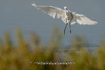 Aigrette garzette