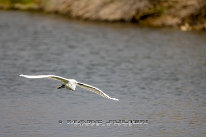 Aigrette garzette