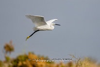 Aigrette garzette