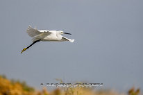 Aigrette garzette