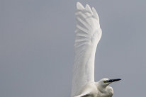 Aigrette garzette