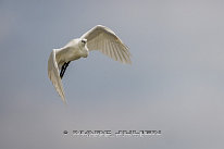 Aigrette garzette