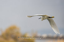 Aigrette garzette