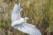 Aigrette garzette