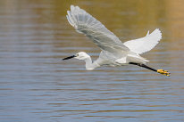 Aigrette garzette