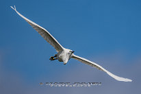 Aigrette garzette