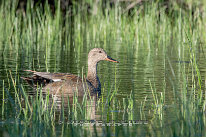 Canard chipeau