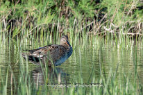 Canard chipeau