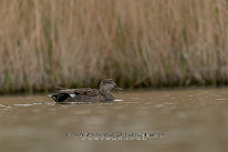 Canard chipeau