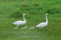 Cygne chanteur Couple de cygnes chanteur avec ses poussins