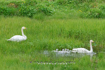 Cygne chanteur Couple de cygnes chanteur avec ses poussins