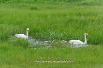 Cygne chanteur Couple de cygnes chanteur avec ses poussins