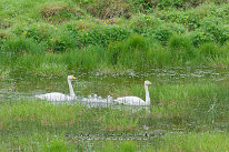 Cygne chanteur Couple de cygnes chanteur avec ses poussins