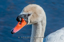 Cygne tuberculé