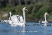 Cygne tuberculé