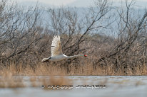 Cygne tuberculé