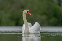 Cygne tuberculé