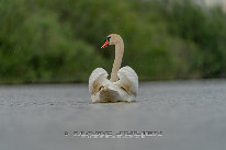 Cygne tuberculé