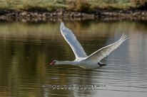 Cygne tuberculé