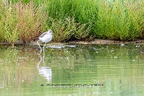 Echasse blanche Juvénile