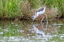 Echasse blanche Juvénile