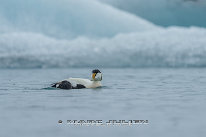 Eider à duvet Mâle