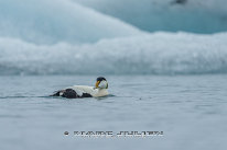 Eider à duvet Mâle