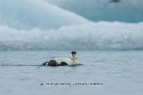 Eider à duvet Mâle