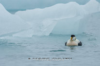 Eider à duvet Mâle