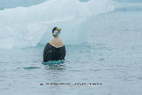 Eider à duvet Mâle