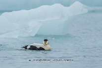 Eider à duvet Mâle