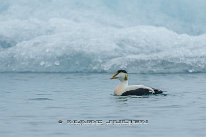 Eider à duvet Mâle