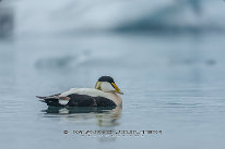 Eider à duvet Mâle