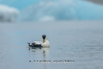 Eider à duvet Mâle