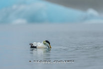 Eider à duvet Mâle