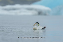 Eider à duvet Mâle