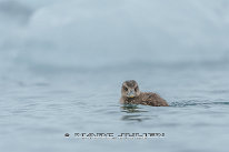 Eider à duvet Poussin