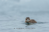 Eider à duvet Poussin