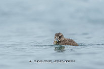 Eider à duvet