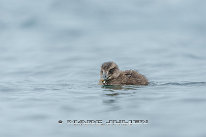 Eider à duvet Poussin